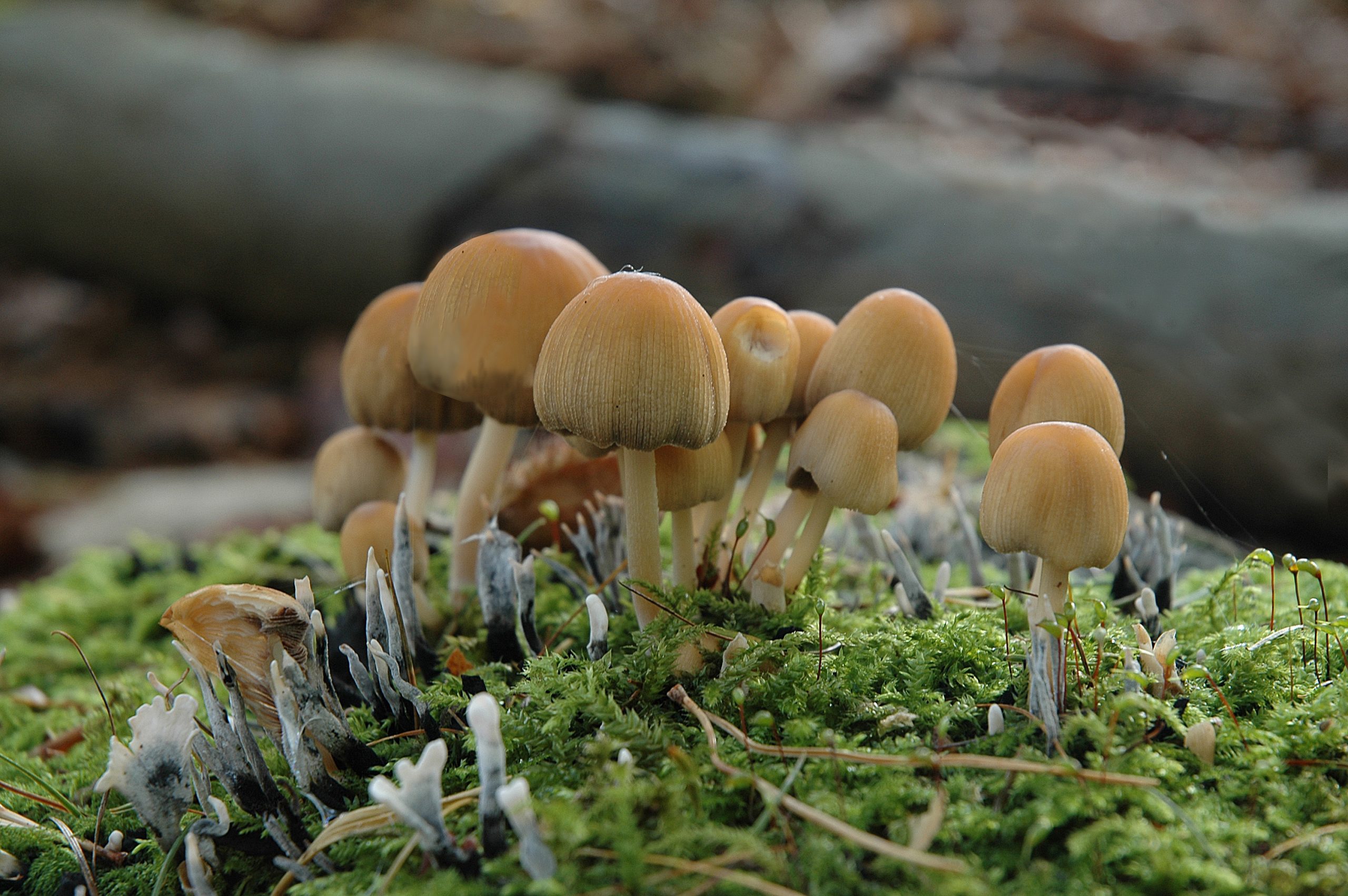 Zoom in on mushrooms growing