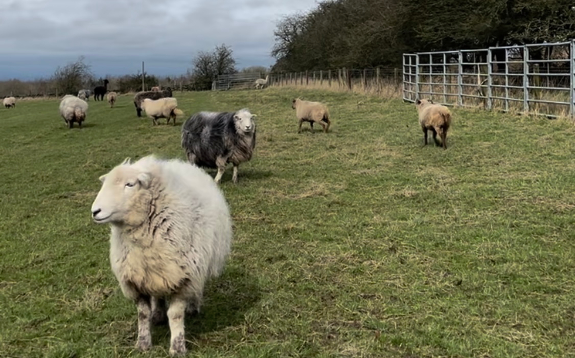 Sheep at Beacon Hill in a field