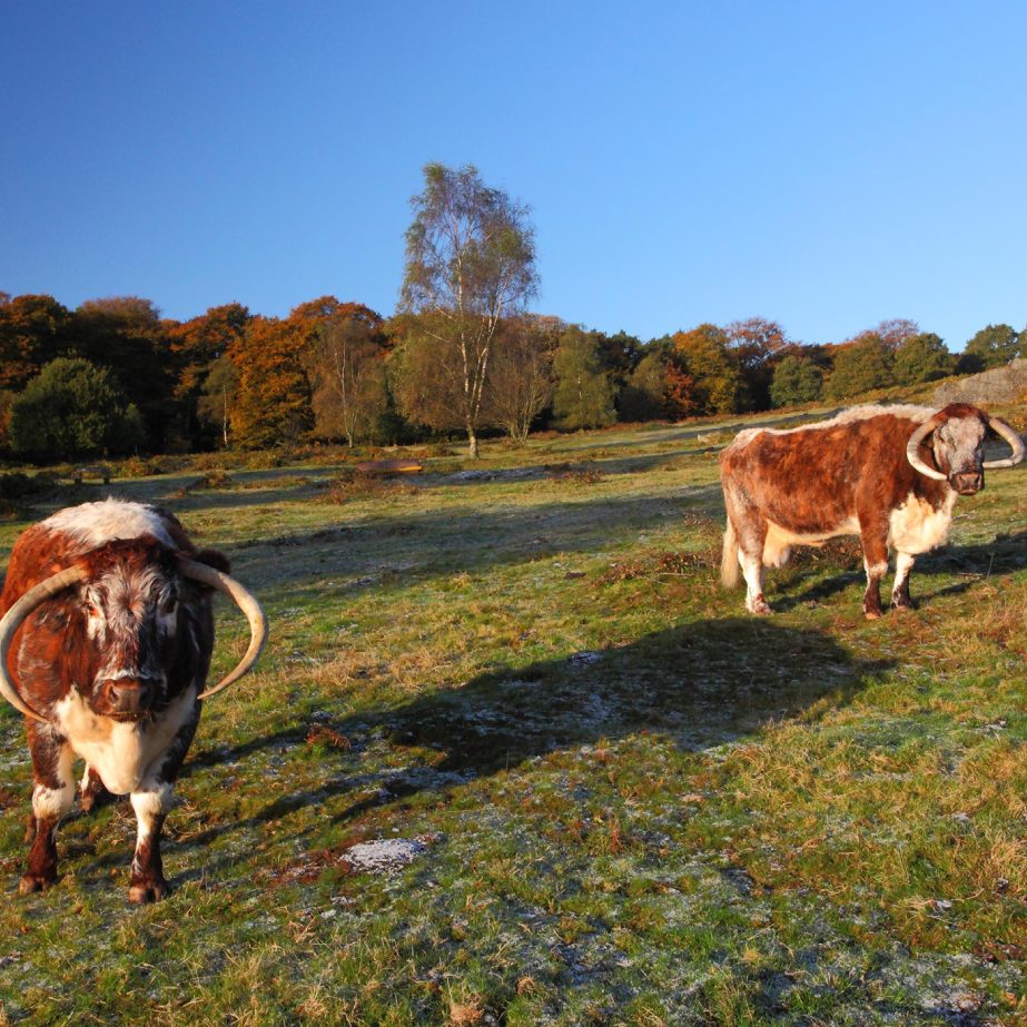 Two Cows Standing In The Heathland Looking At The Camera Aspect Ratio 1000 1000