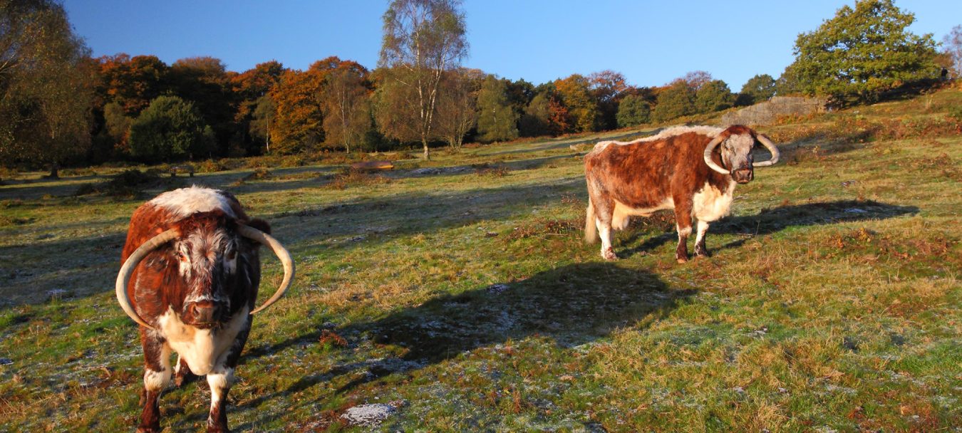 Two Cows Standing In The Heathland Looking At The Camera Aspect Ratio 2000 900