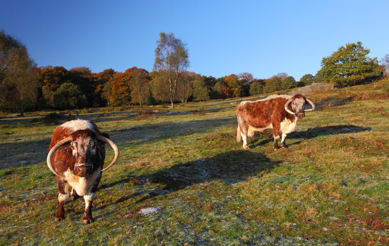 Two Cows Standing In The Heathland Looking At The Camera Aspect Ratio 760 480