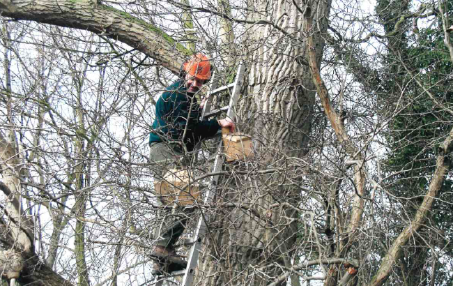 Dale Up A Tree Putting Bird Boxes Up