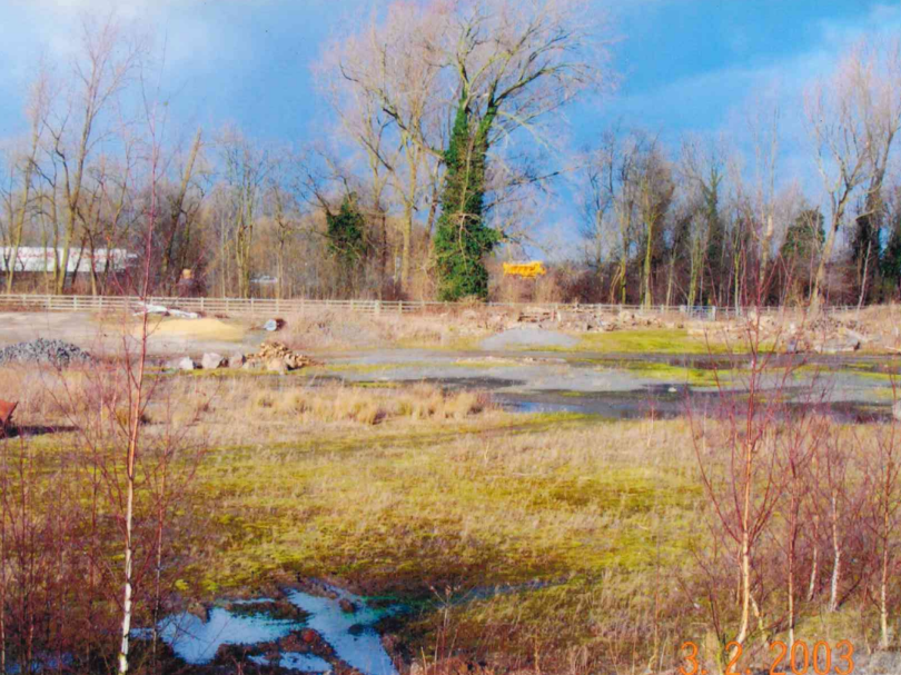 Reedbed Nature Reserve Before Work Started