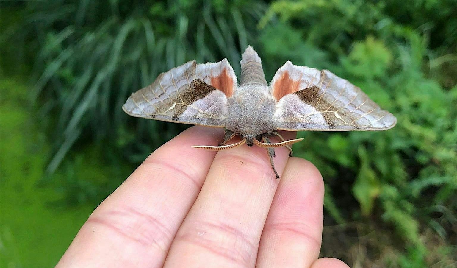 Close up of a moth sitting on top of a person's fingers