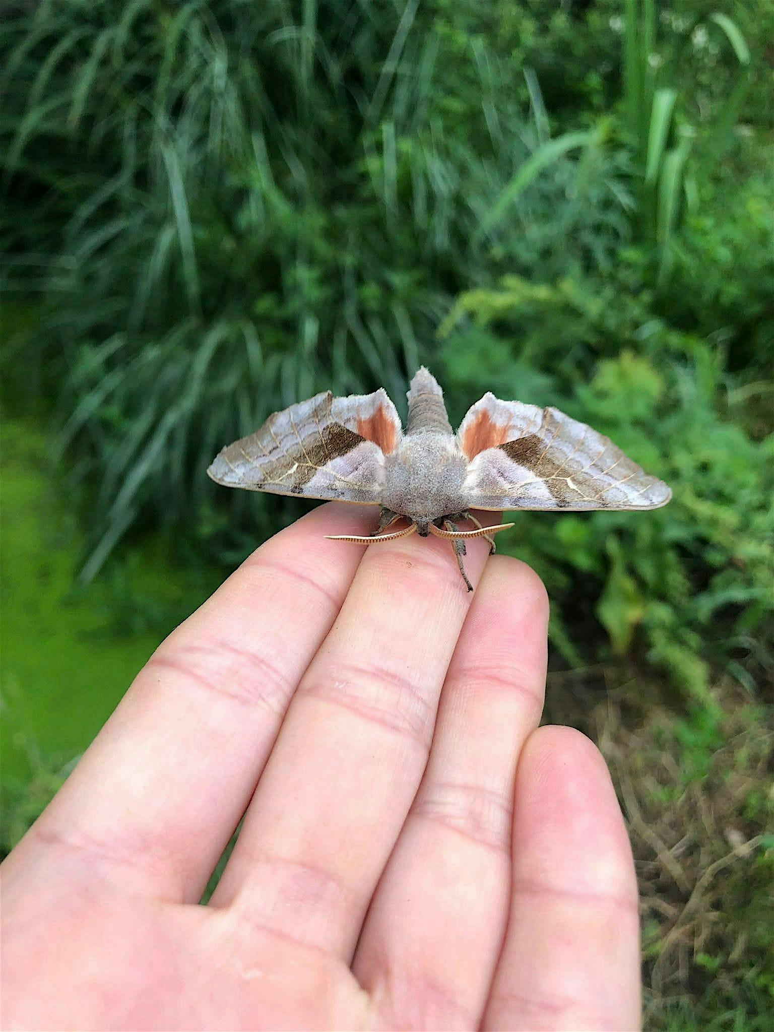 Close up of a moth sitting on top of a person's fingers