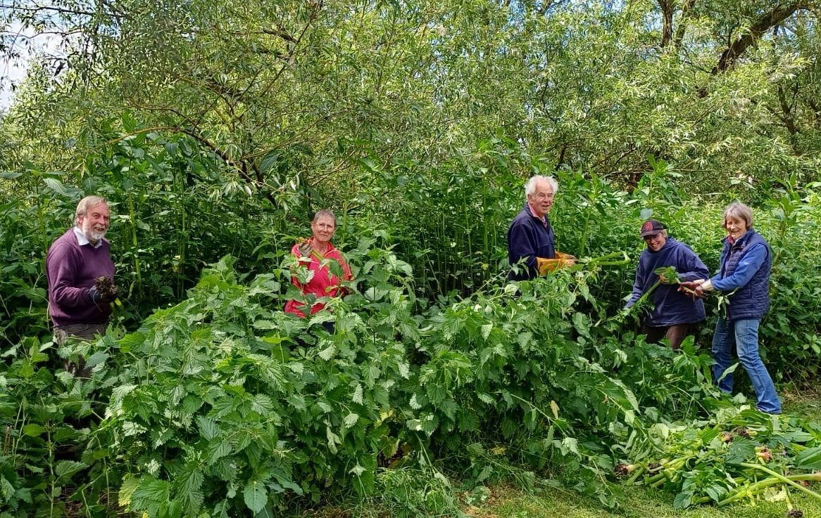 five volunteers cutting back a hedge at Watermead