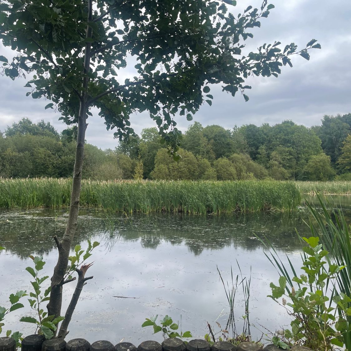 View of Saltersford's pond from the deck, including a tree in the forefront and pond plants in the back