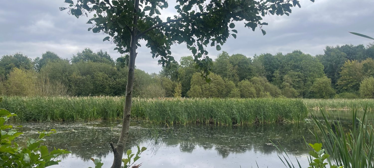 View of Saltersford's pond from the deck, including a tree in the forefront and pond plants in the back