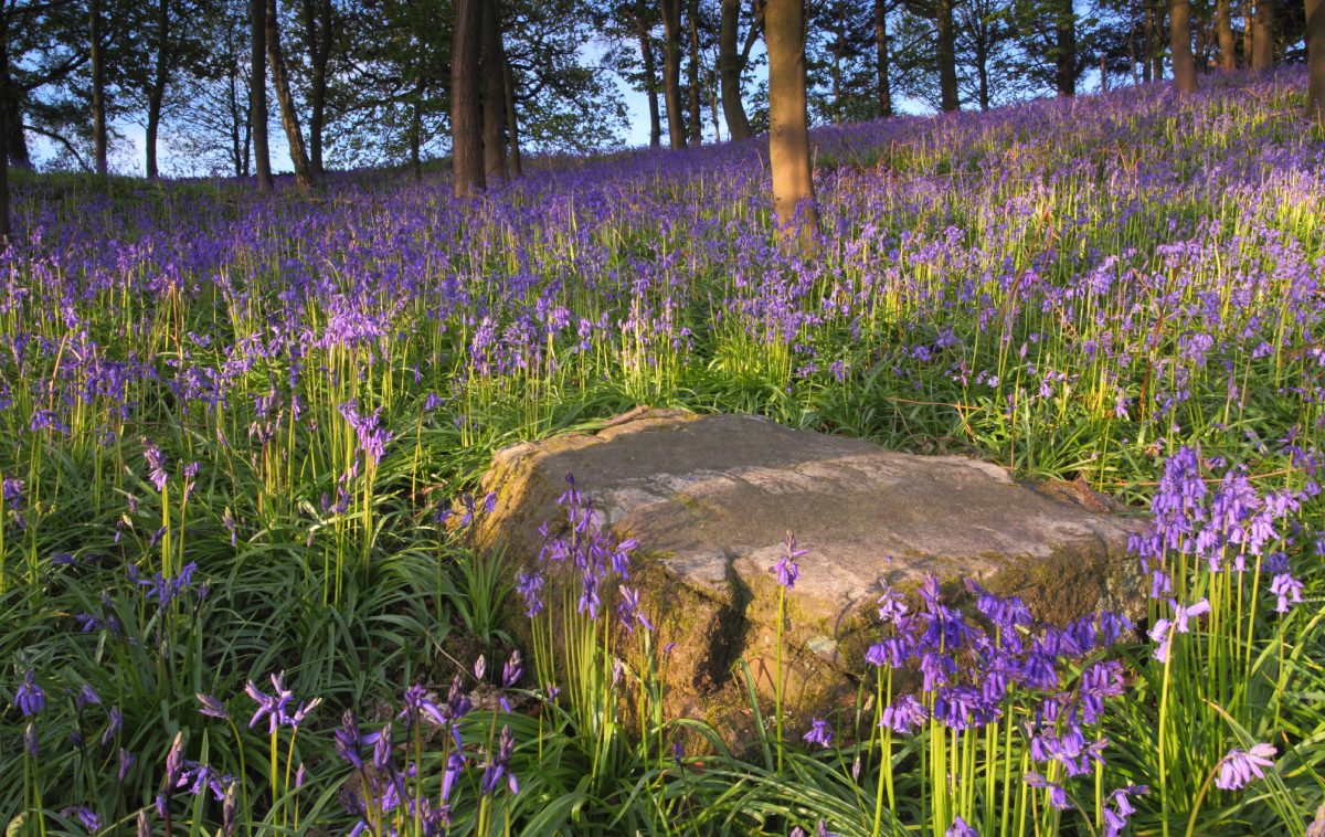 Purple Flowers On The Forest Floor