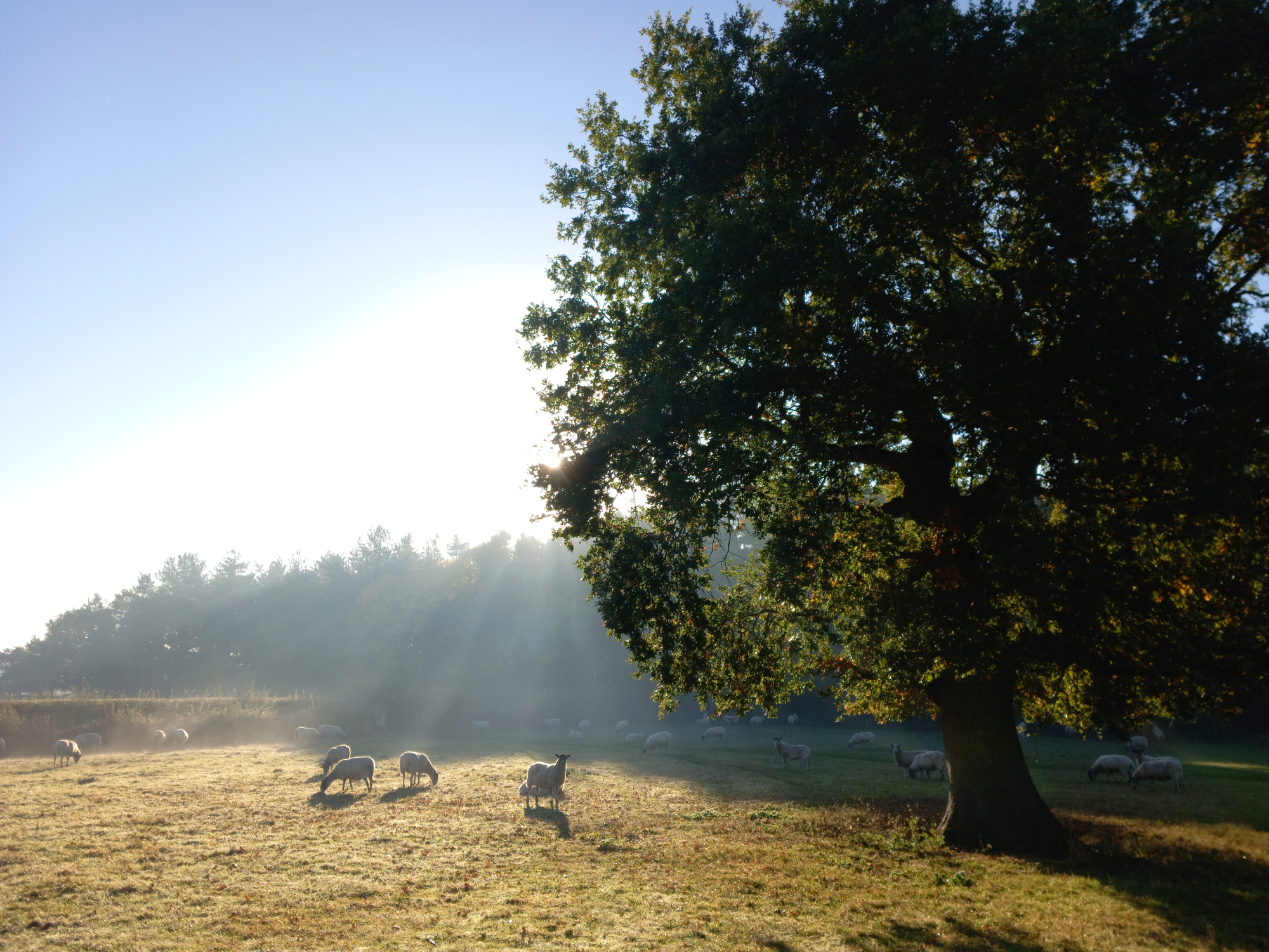 Sheeps in a field at Bosworth Battlefield