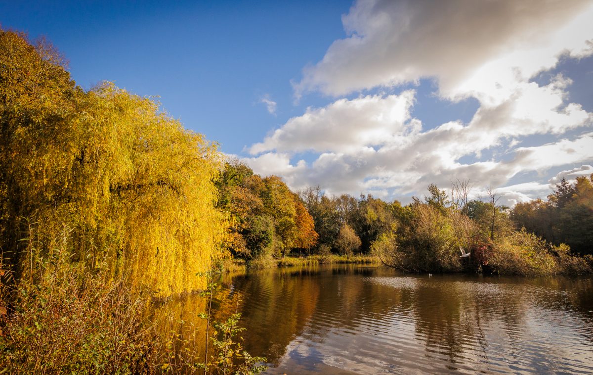 Trees Surround The Lake