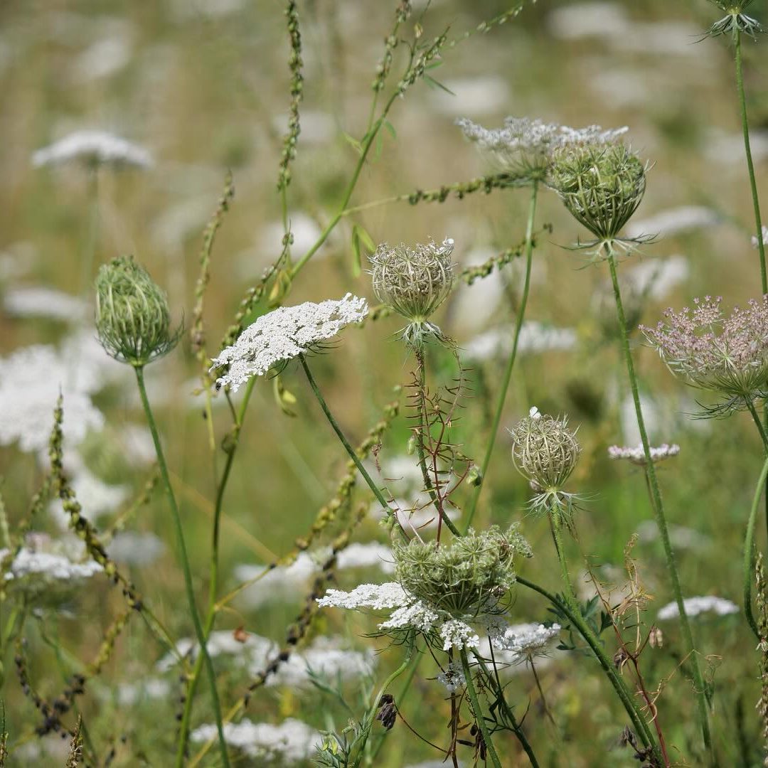 Close up of flowers at Watermead