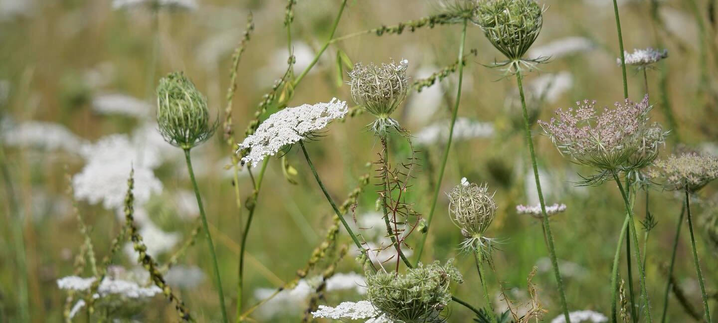 Close up of flowers at Watermead