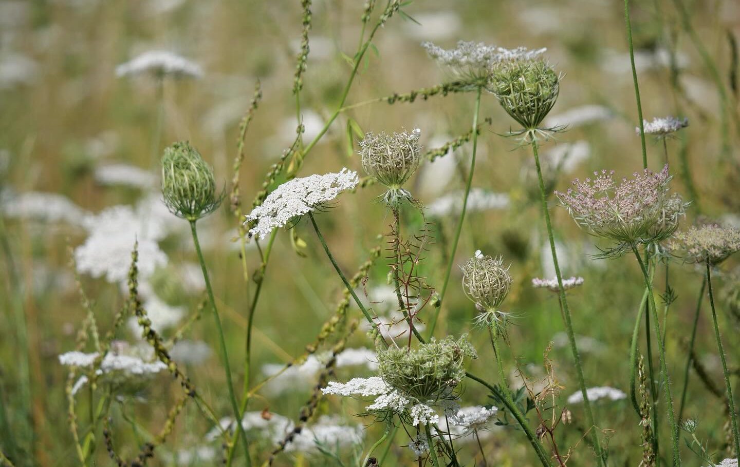 Close up of flowers at Watermead