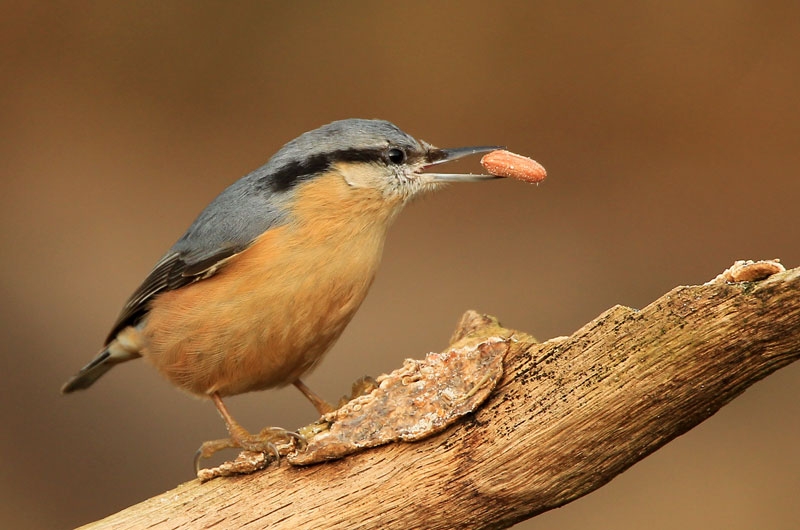 A nuthatch bird holds a nut in its mouth