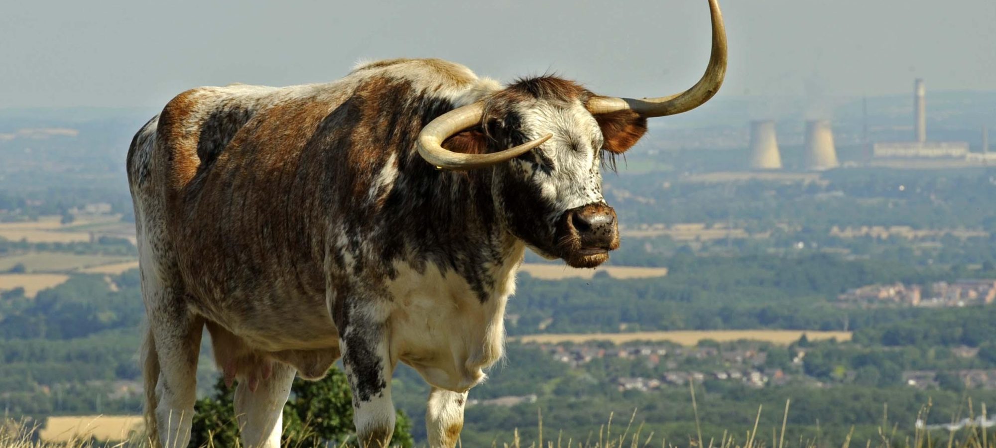 Meet The Beacon Livestock Guided Walk