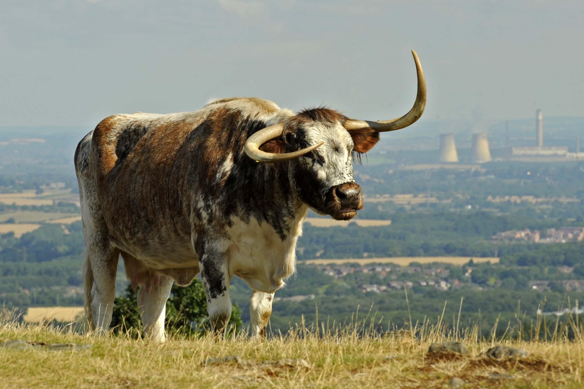 Meet The Beacon Livestock Guided Walk