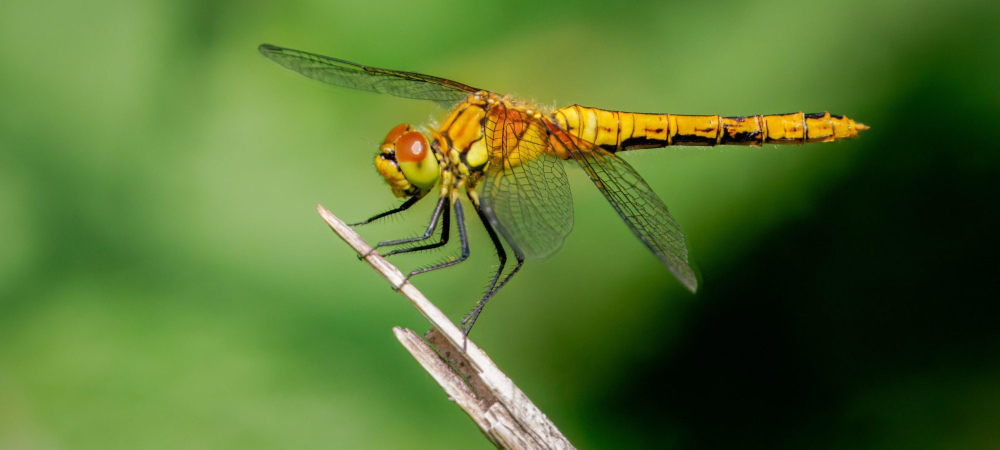 Bagworth Heath: Dragon Walk Event