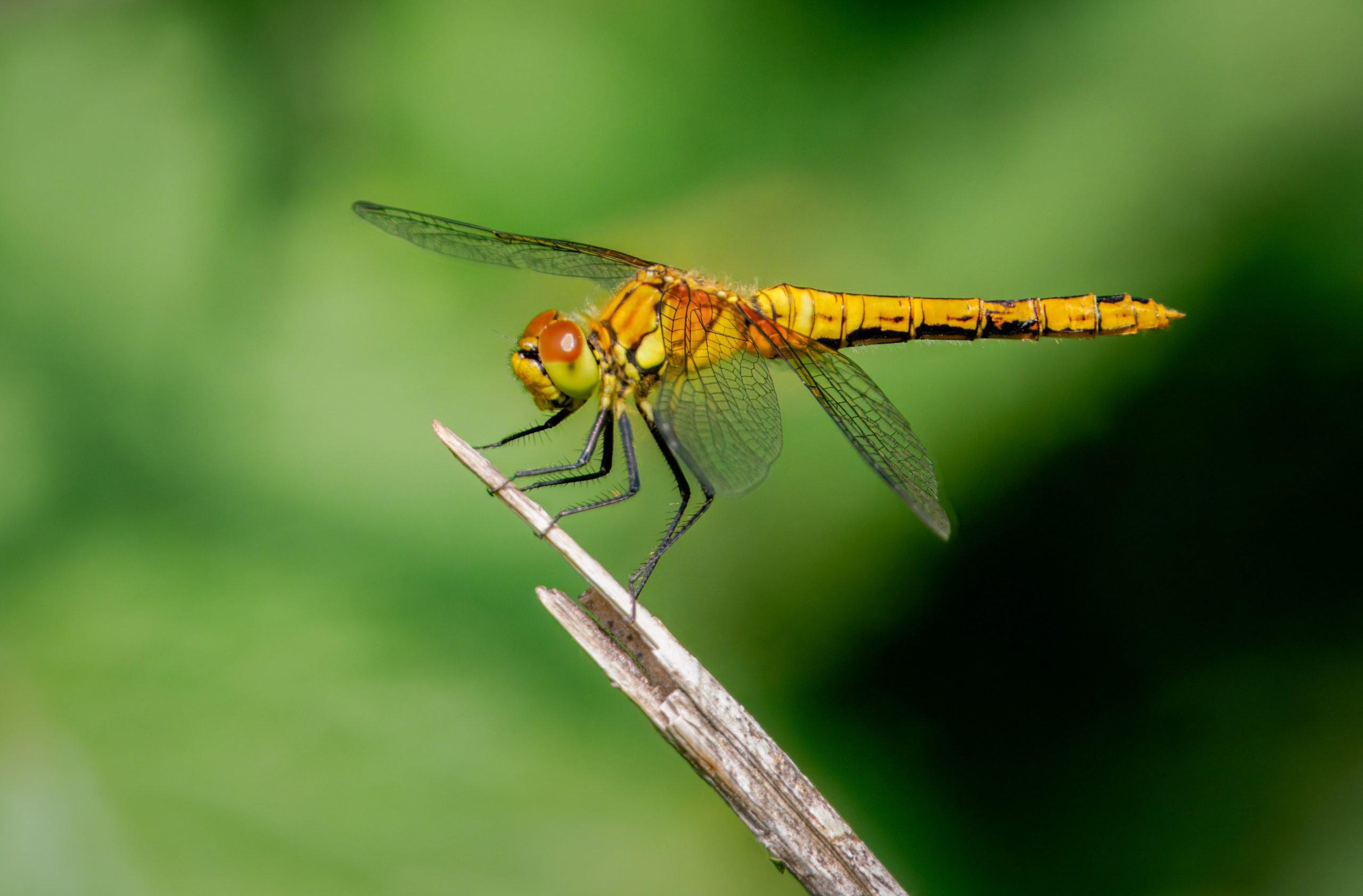 Bagworth Heath: Dragon Walk Event