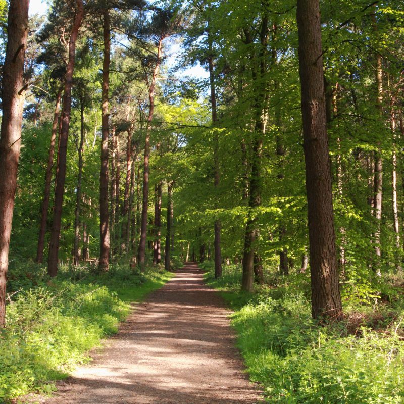 Trees Surround A Path