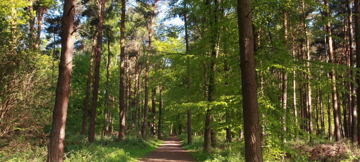 Trees Surround A Path