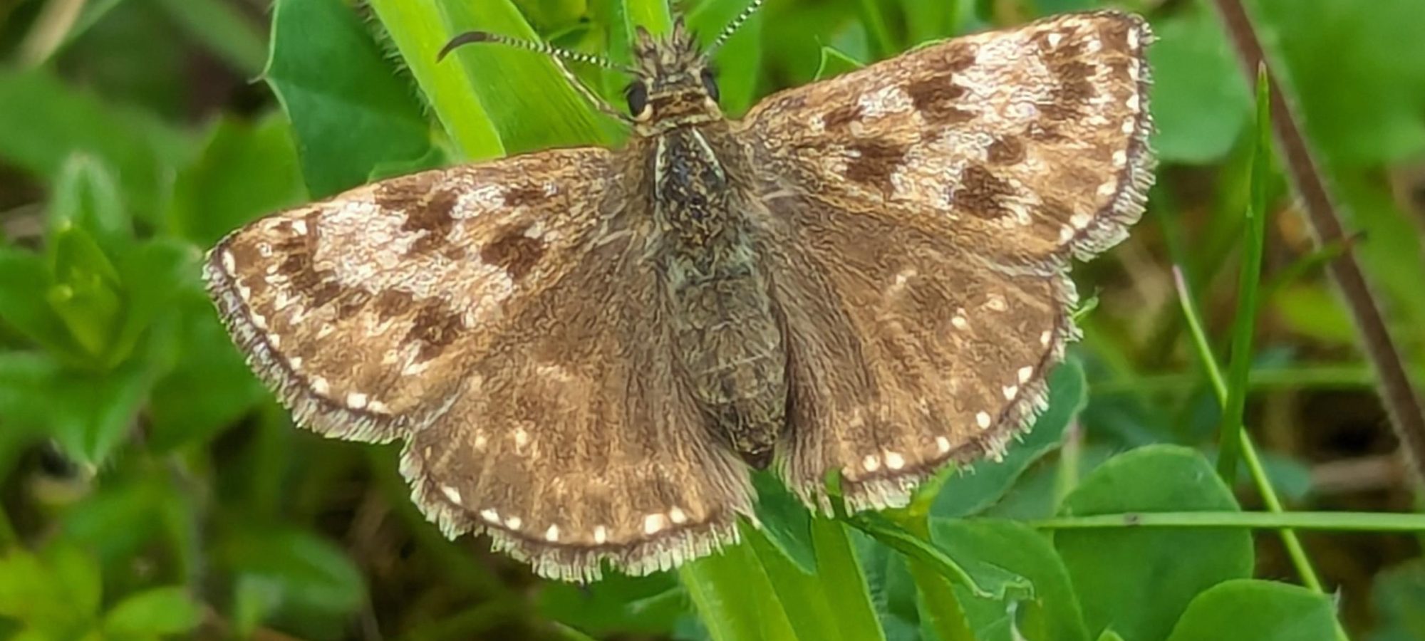 Guided Butterfly Walk  Bagworth Heath