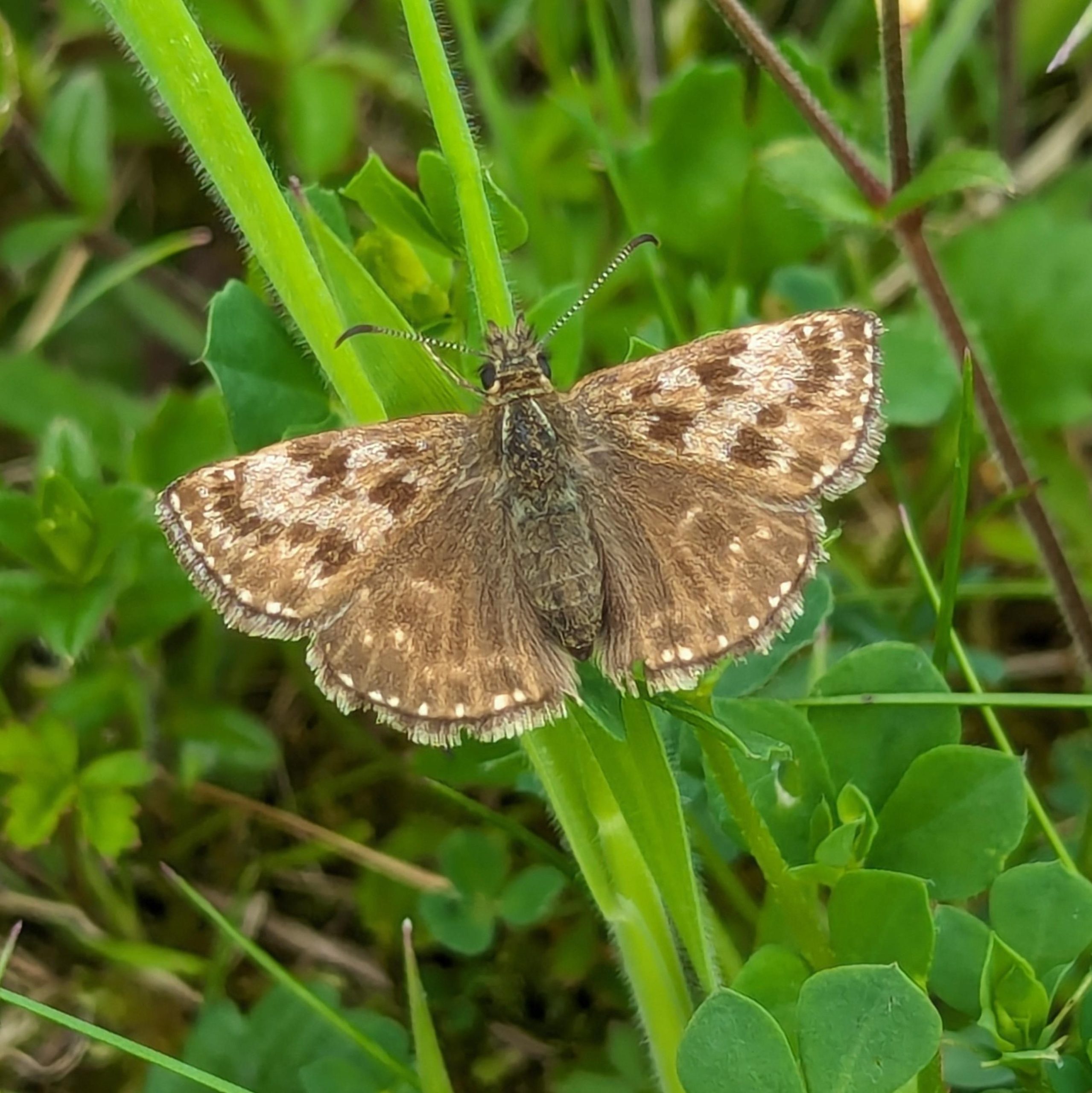 Guided Butterfly Walk  Bagworth Heath