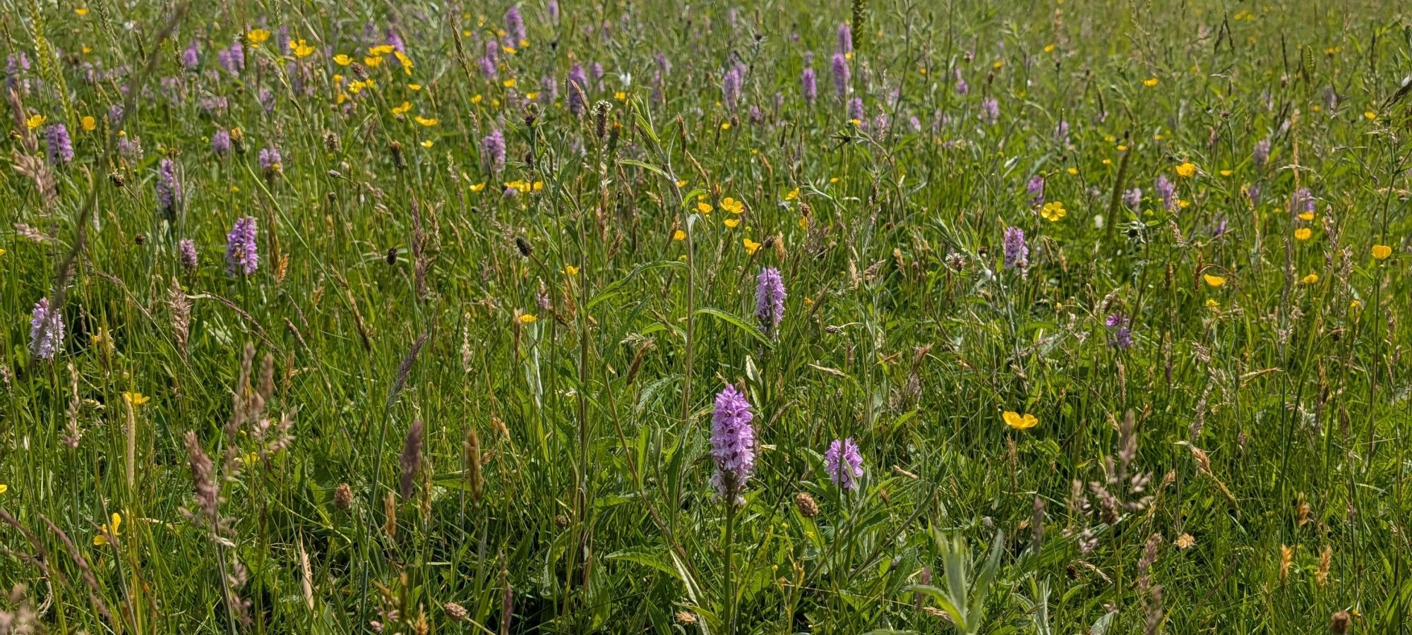 Guided Meadow Walk To Celebrate National Meadows Day