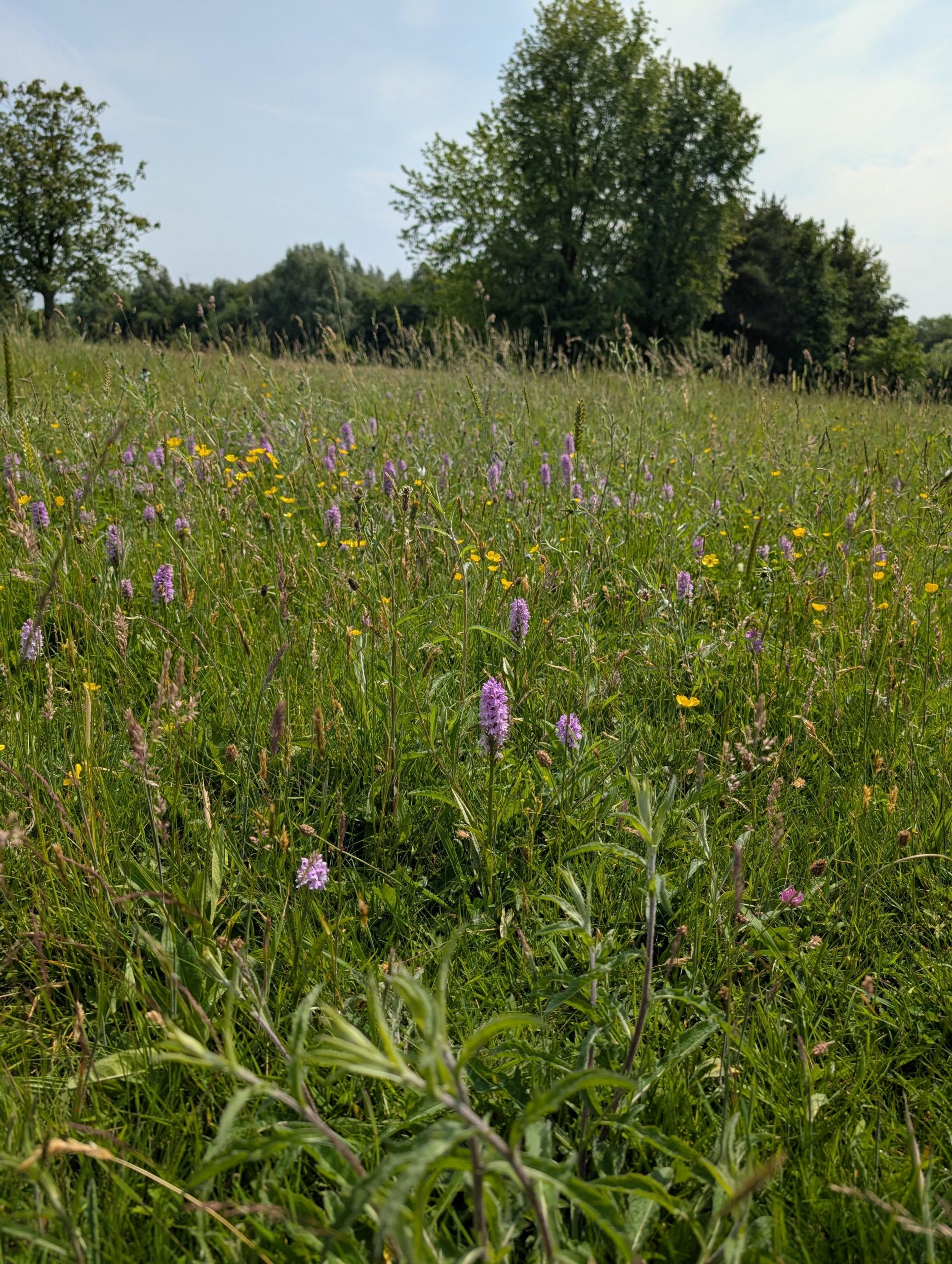 Guided Meadow Walk To Celebrate National Meadows Day