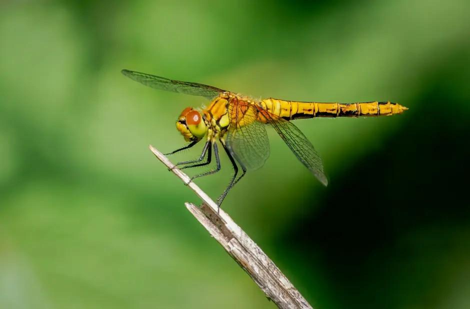 Guided Dragonfly Walk